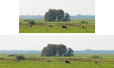 stretching a landscape while the cows stay in shape